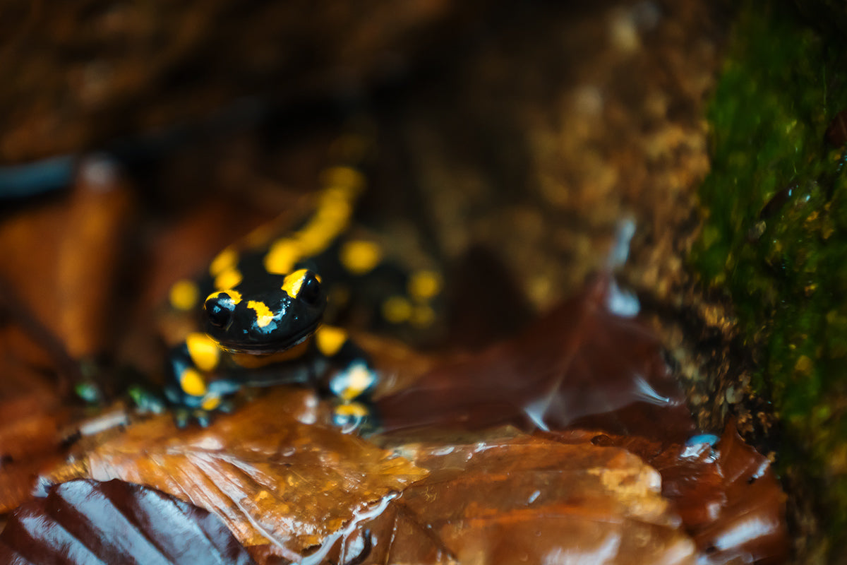 24.10.2024 – Landschaftsfotografie Workshop Harz mit Benjamin Jaworskyj